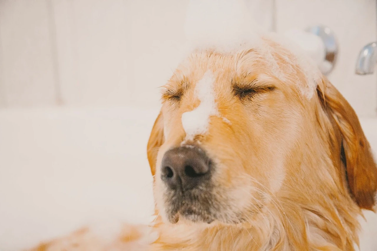Understanding the Benefits of Medicated Dog Baths